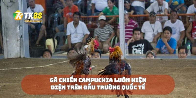 Gà Chiến Campuchia Kẻ Thống Trị Sới Gà Đông Nam Á 3 Gà chiến Campuchia luôn hiện diện trên đấu trường quốc tế