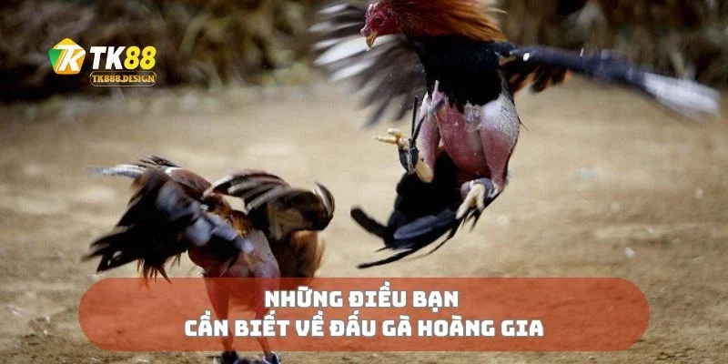 Đấu Gà Hoàng Gia Kịch Tính Từ Cú Đá Đến Sát Phạt 1 Những điều bạn cần biết về đấu gà hoàng gia