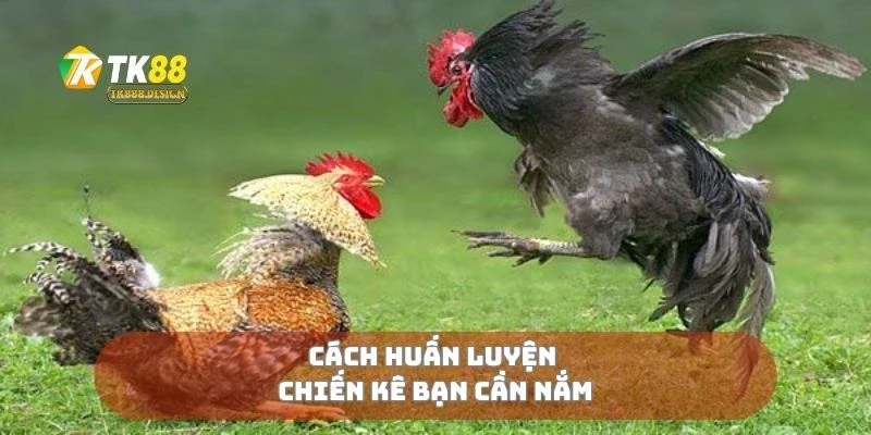 Đá Gà Siêu Tốc - Tốc Độ Ánh Sáng Trong Từng Pha Đá 2 Cách huấn luyện chiến kê bạn cần nắm