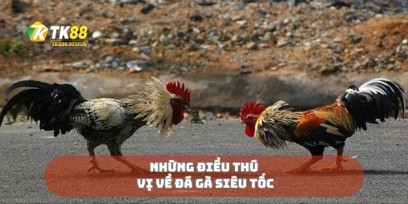 Đá Gà Siêu Tốc - Tốc Độ Ánh Sáng Trong Từng Pha Đá 1 Những điều thú vị về đá gà siêu tốc