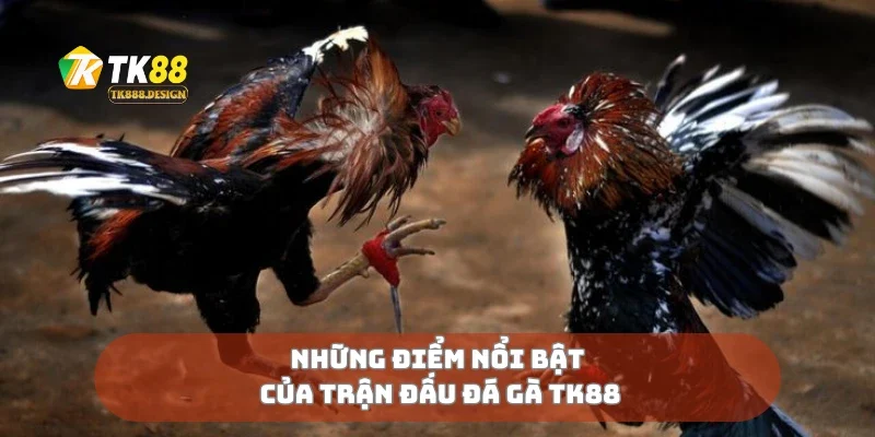 Những điểm nổi bật của trận đấu đá gà TK88